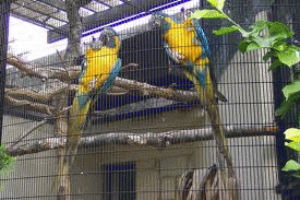 Adult and young  Blue-throated Macaw /egg for sale